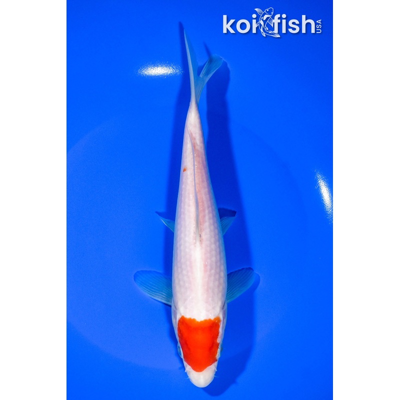 7.75" TANCHO KOHAKU