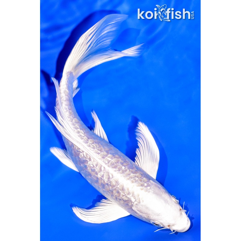 7" GINRIN ARMOR SCALED PLATINUM OGON BUTTERFLY