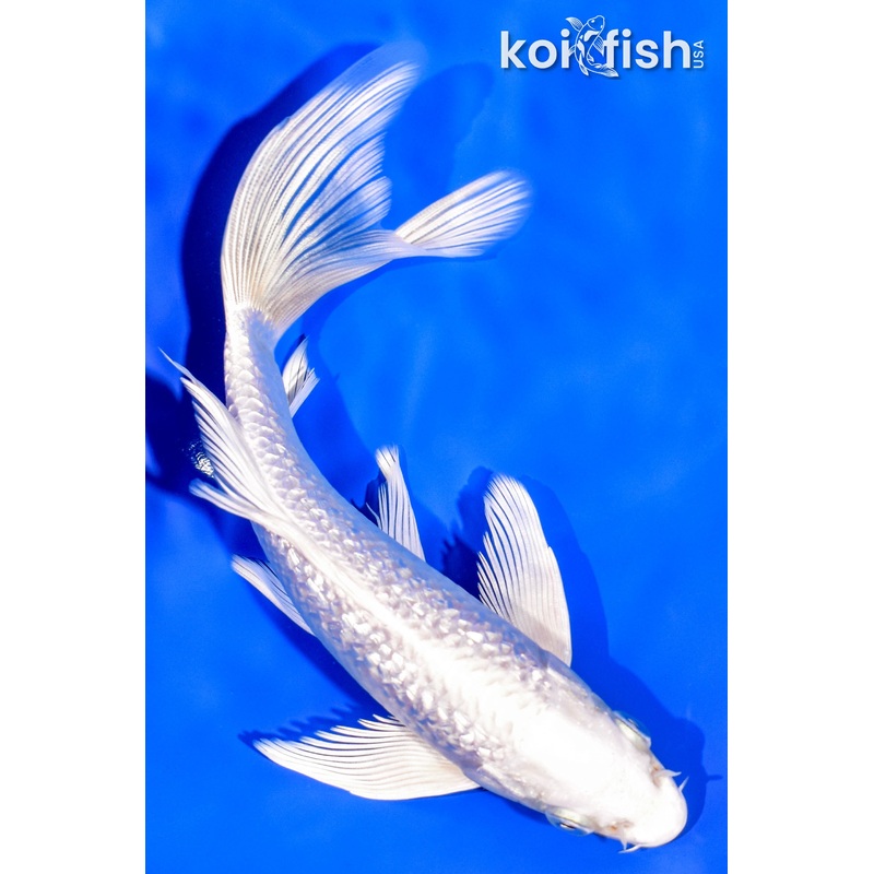 7" GINRIN PLATINUM OGON BUTTERFLY