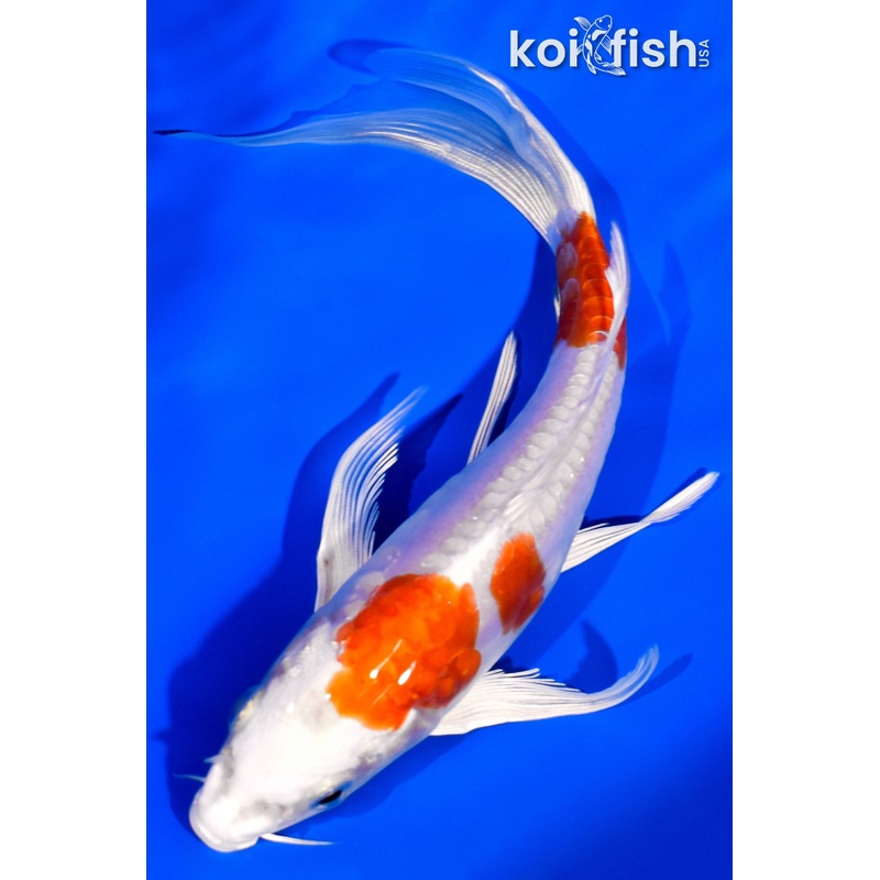 7" KIKUSUI BUTTERFLY