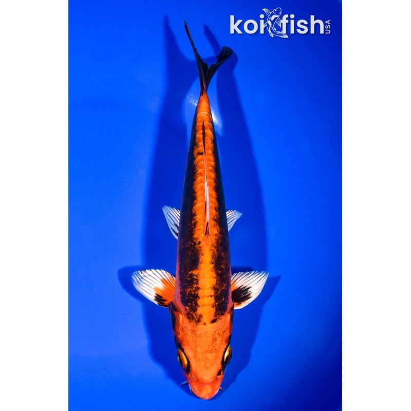 8.25" DOITSU ORENJI MATSUBA