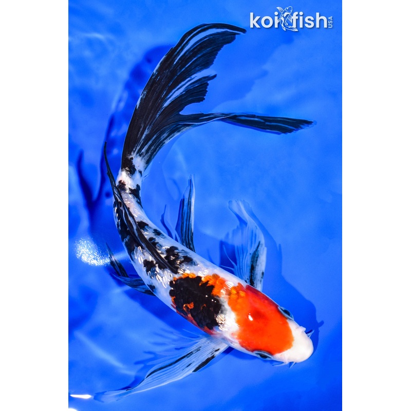 8.25" GINRIN SANKE BUTTERFLY