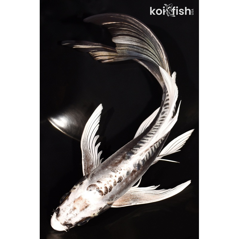 8.25" KIKOKURYU BUTTERFLY