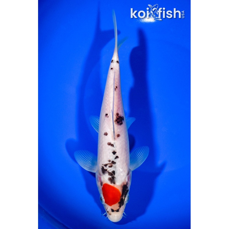 8.25" TANCHO GOSHIKI