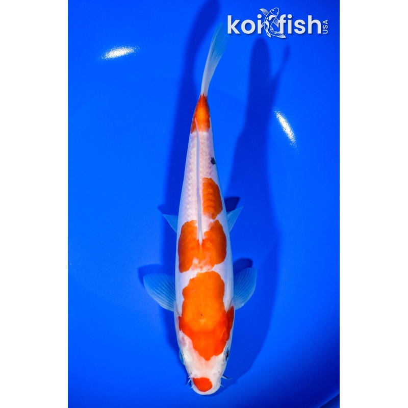 8.5" DOITSU GODAN KOHAKU