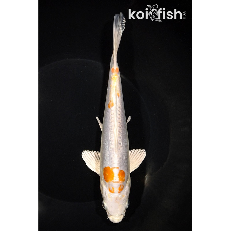 8.5" DOITSU HARIWAKE