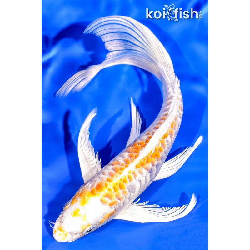 8.5" DOITSU HARIWAKE BUTTERFLY