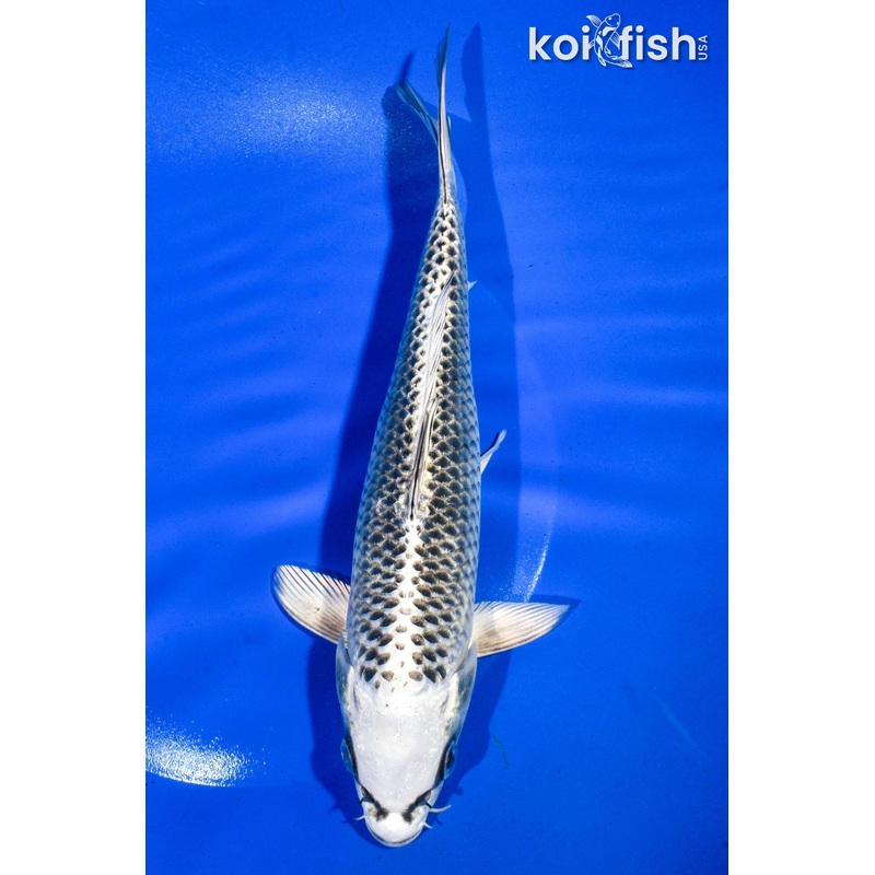 8.5" GIN MATSUBA