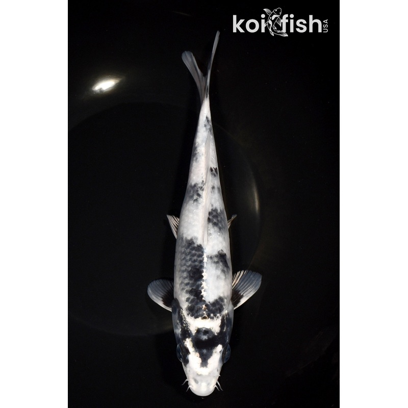 8.5" GIN SHIRO UTSURI