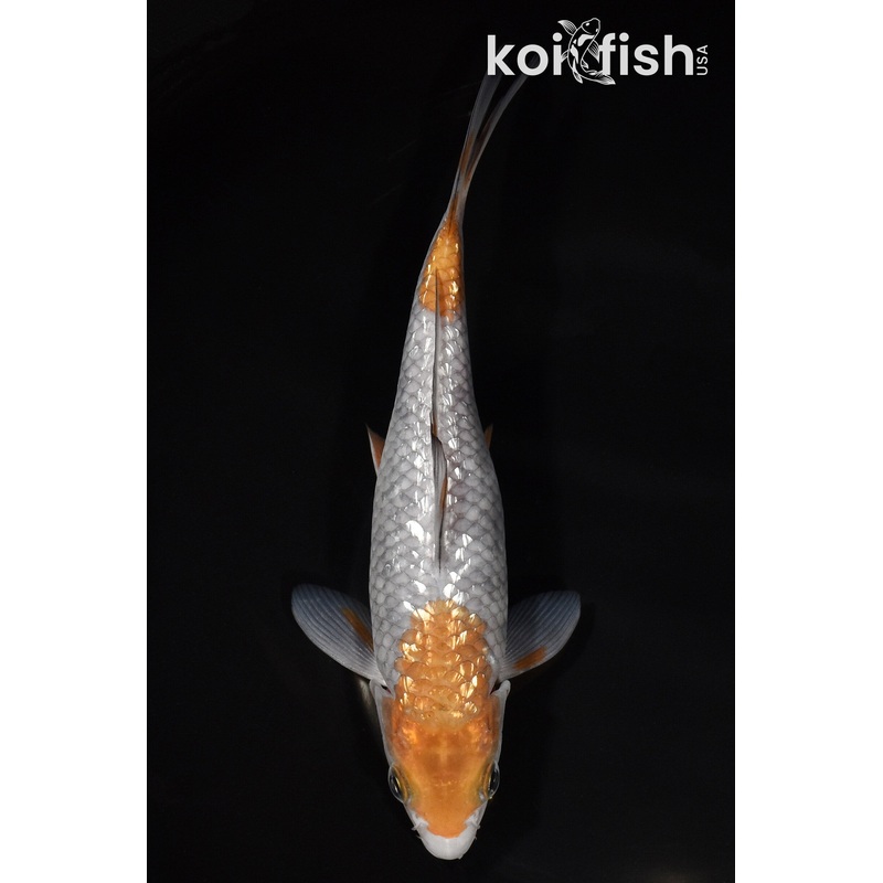 8.5" GINRIN OCHIBA SHIGURE