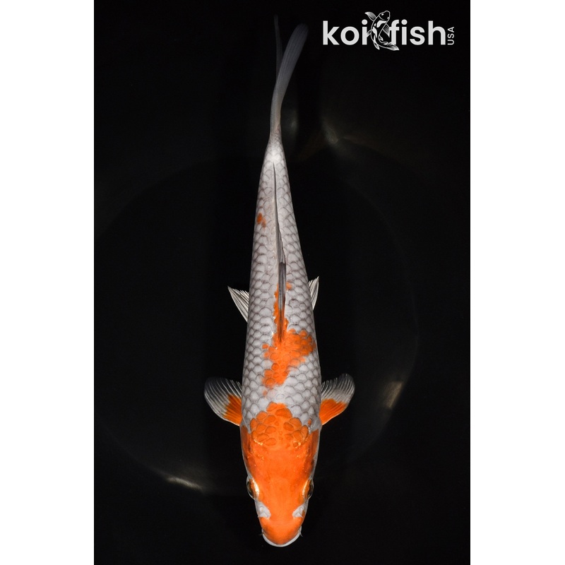 8.5" OCHIBA SHIGURE