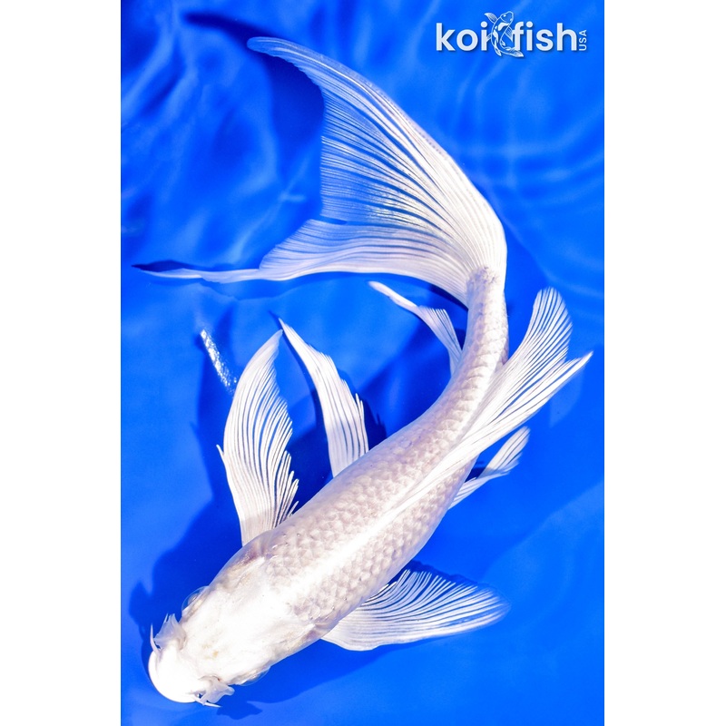 8.5" PLATINUM OGON BUTTERFLY