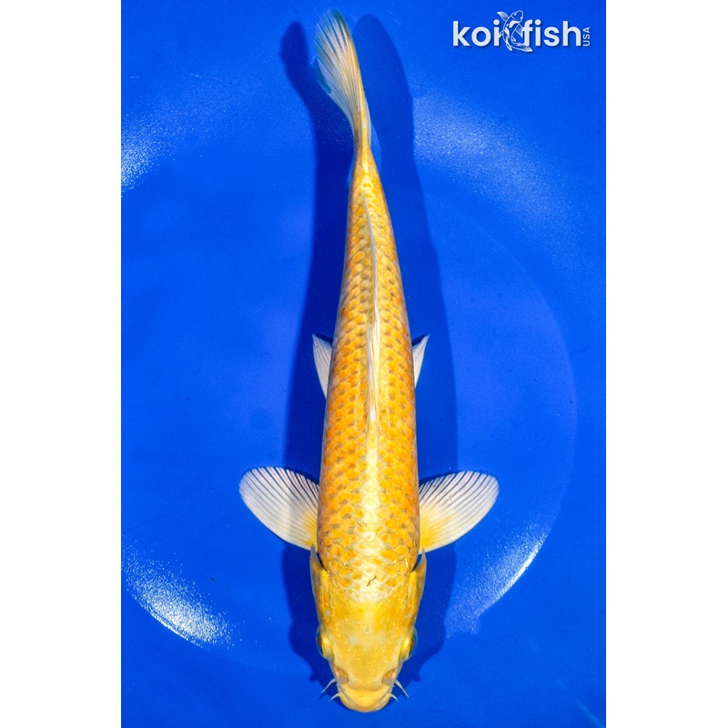 8.5" YAMABUKI OGON