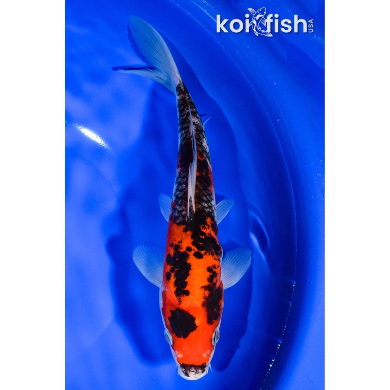 8.75" BENI MATSUKAWABAKE