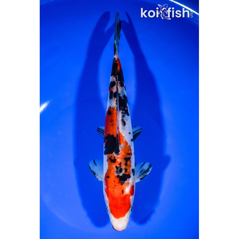 8.75" DOITSU SANKE
