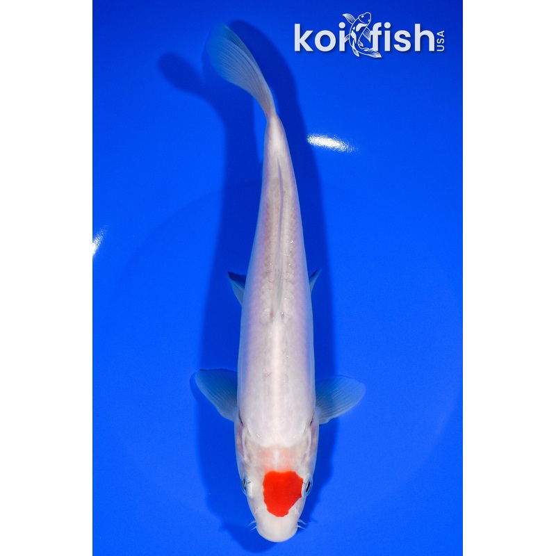 8.75" DOITSU TANCHO KOHAKU