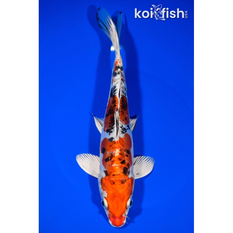 8.75" HEISEI NISHIKI