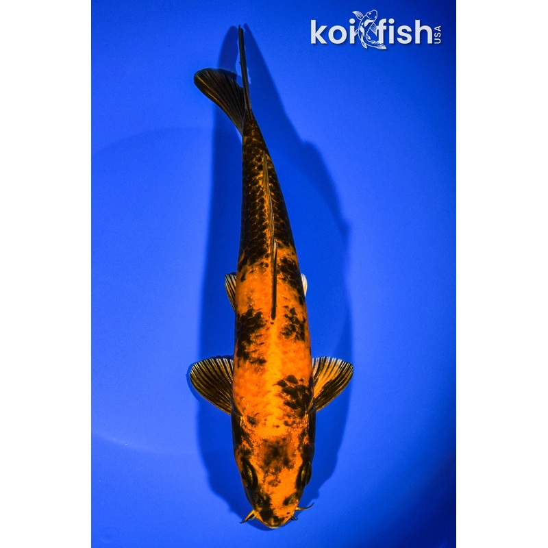 8.75" KIN HI UTSURI
