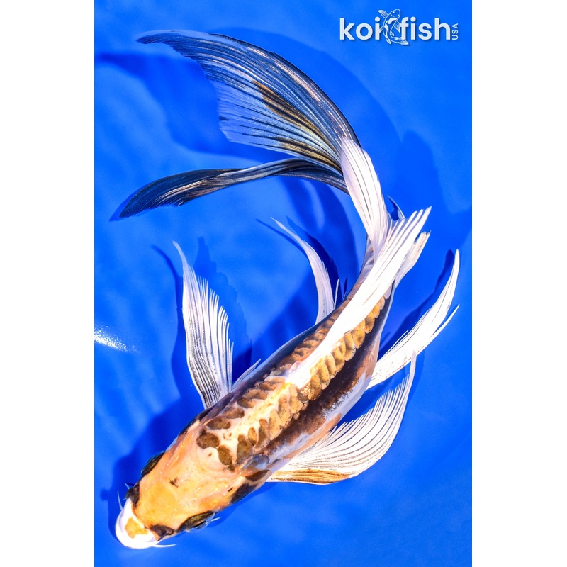 8.75" KIN KIKOKURYU BUTTERFLY