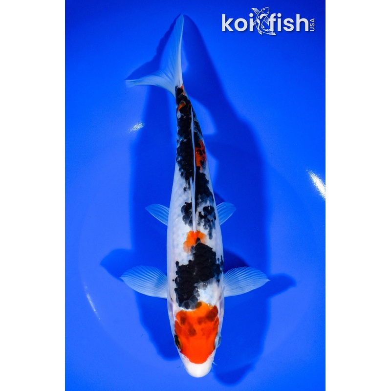 8.75" MARUTEN SANKE