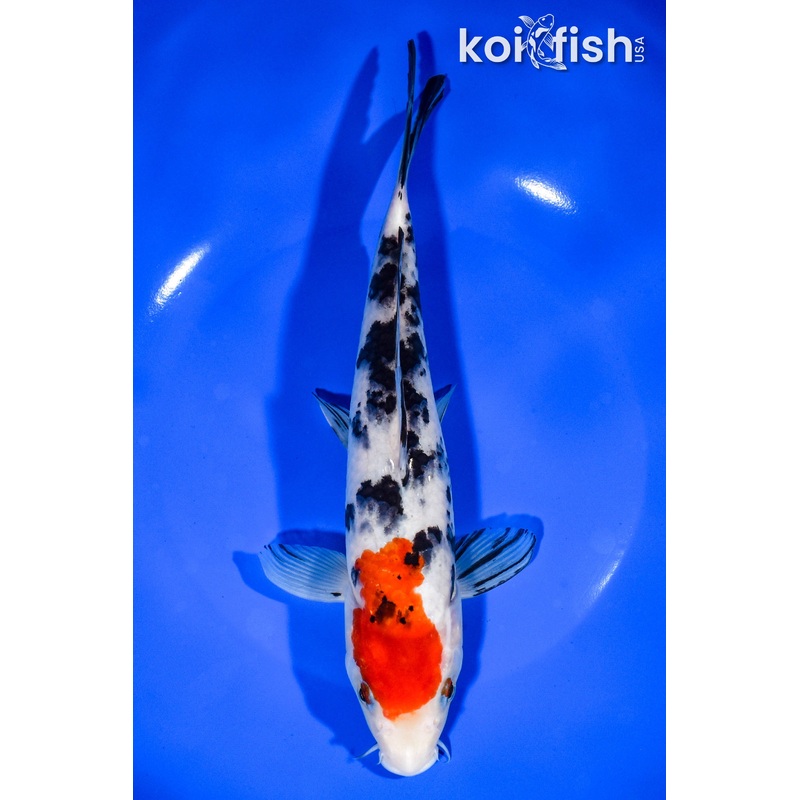 8.75" SANKE