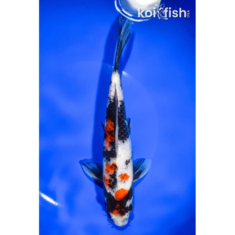 8.75" SHOWA