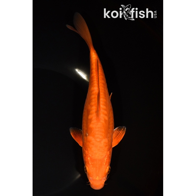 8" DOITSU CHAGOI