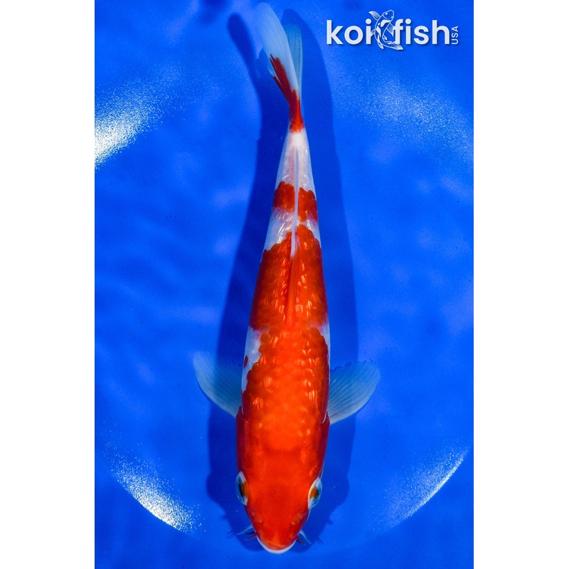 8" GINRIN KOHAKU