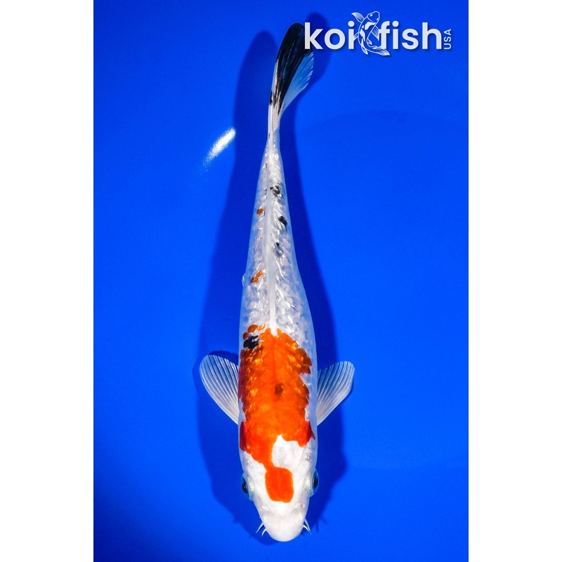 8" GINRIN YAMATO NISHIKI