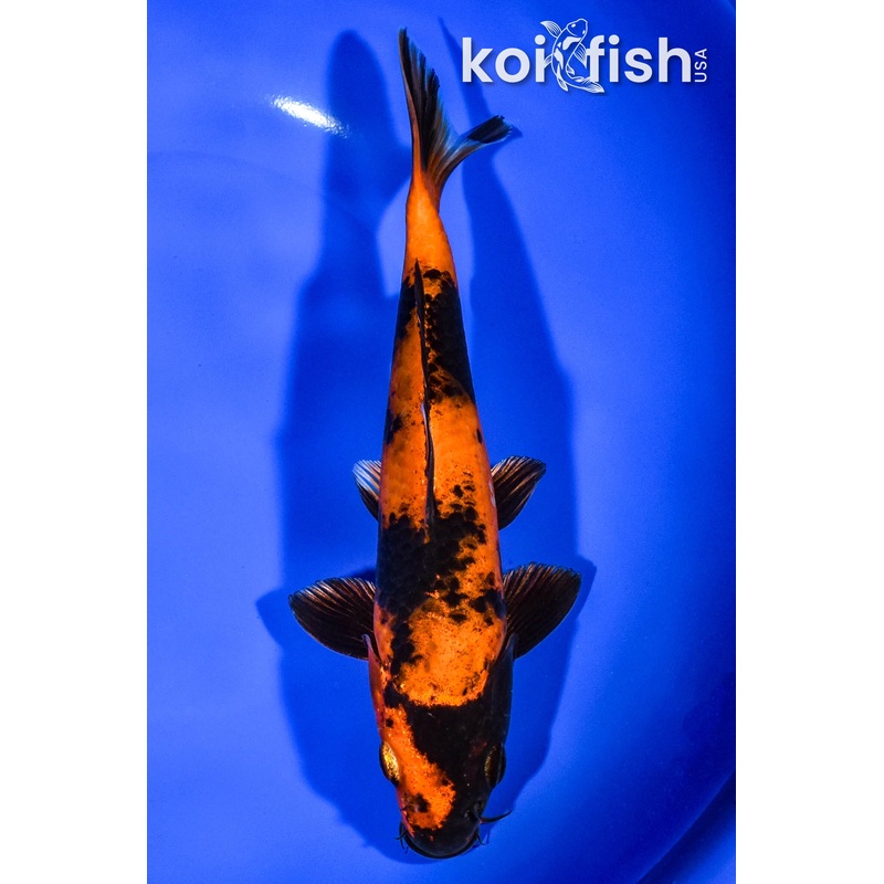 8" KIN HI UTSURI