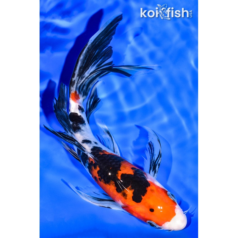 8" SANKE BUTTERFLY