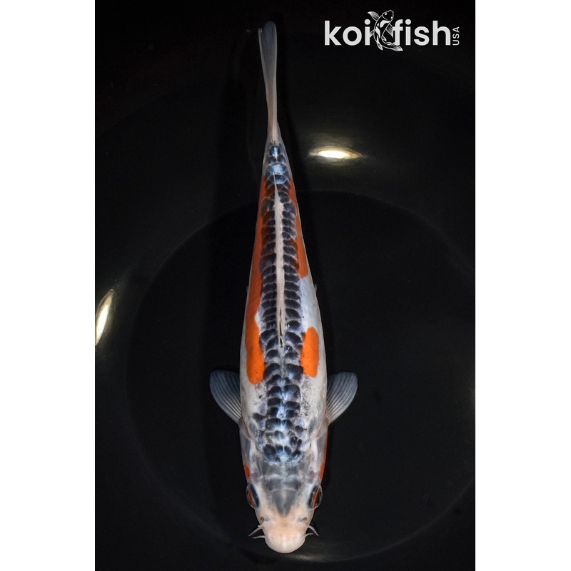 8" SHUSUI