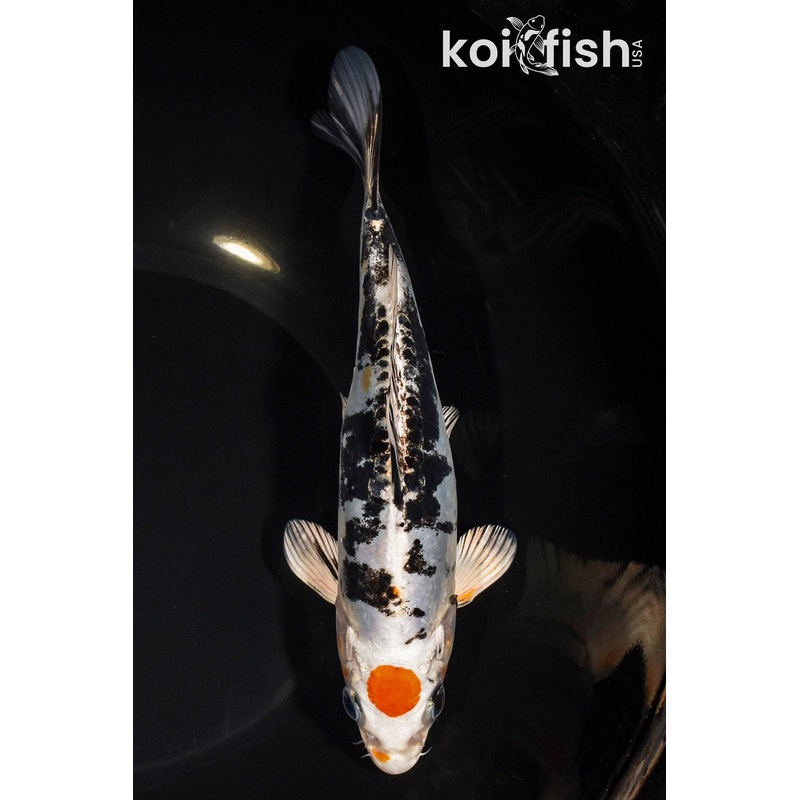 8" TANCHO HEISEI NISHIKI