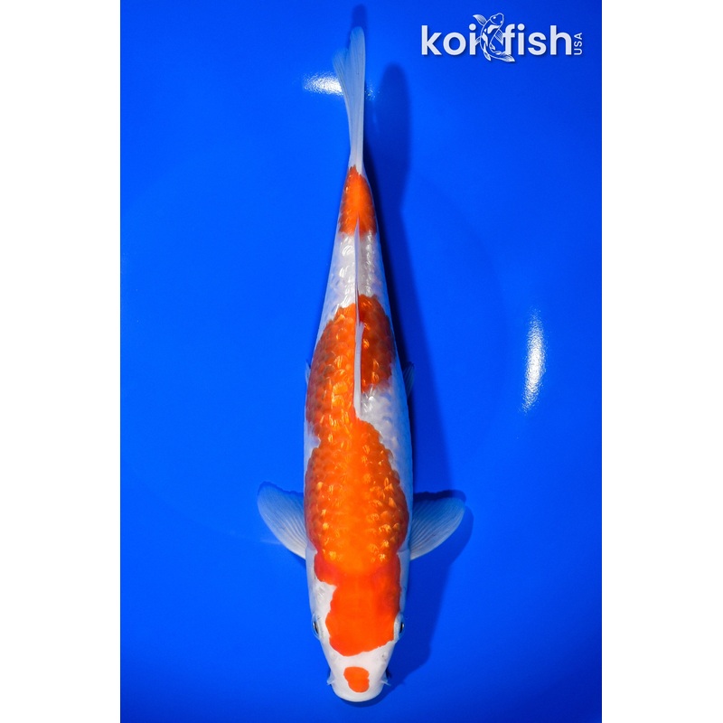 9.25" GINRIN KOHAKU