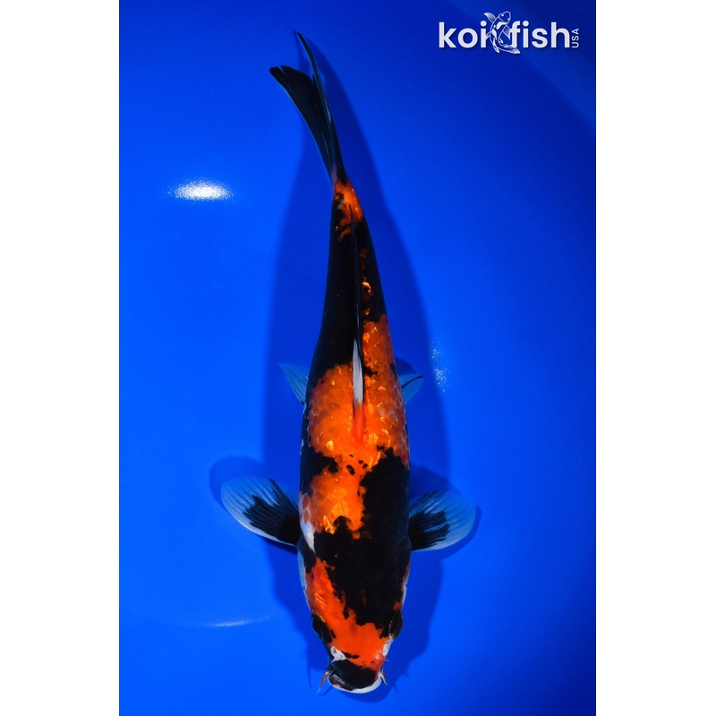 9.5" GINRIN HI SHOWA