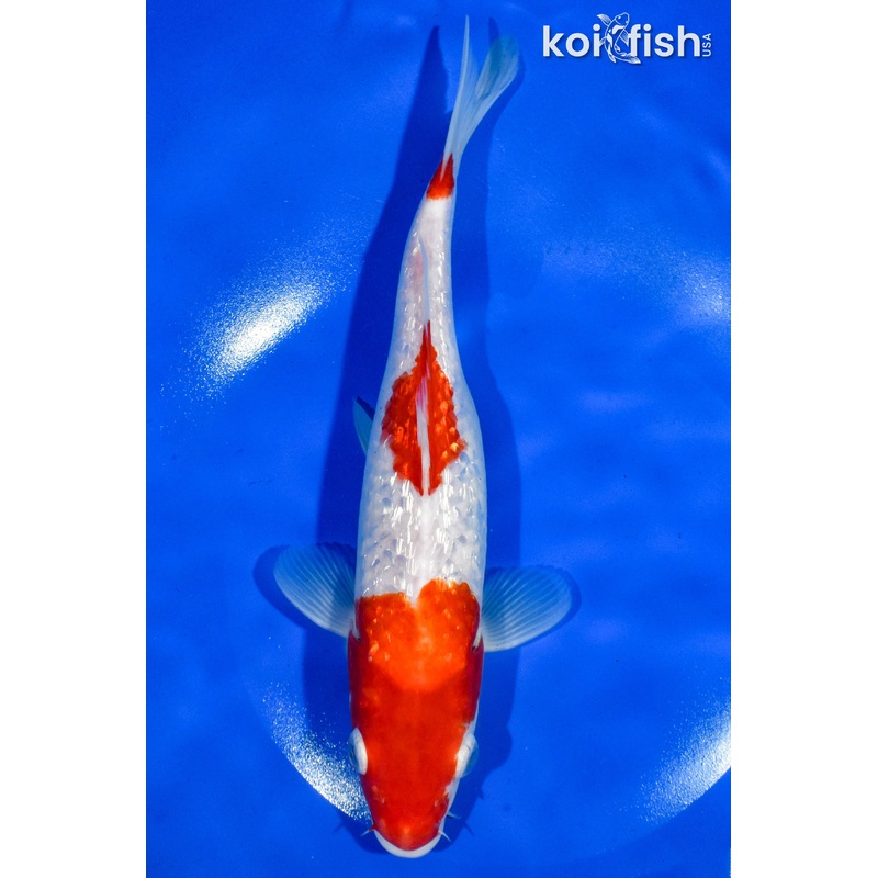 9.5" GINRIN SANDAN KOHAKU