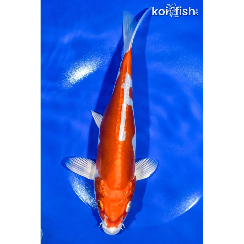 9.5" KIKUSUI