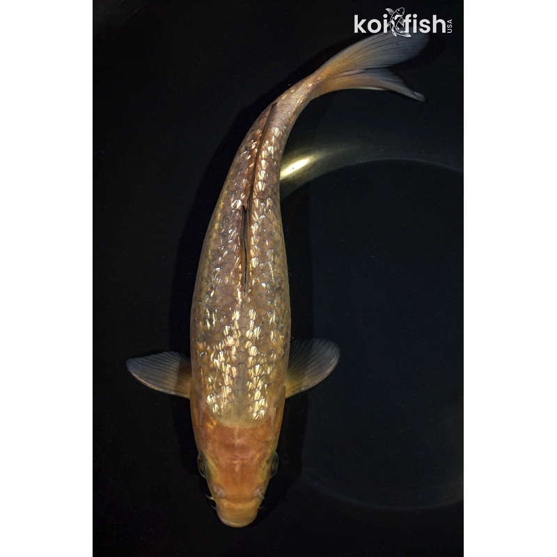 9.5" SOROGOI