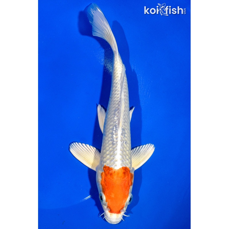 9.5" TANCHO HARIWAKE