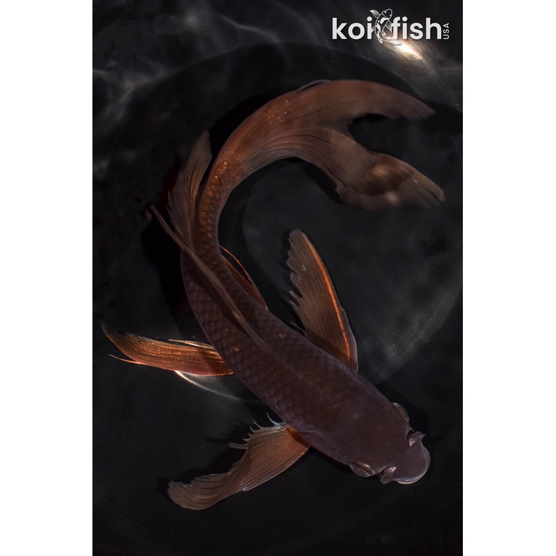 9.75" CHAGOI BUTTERFLY