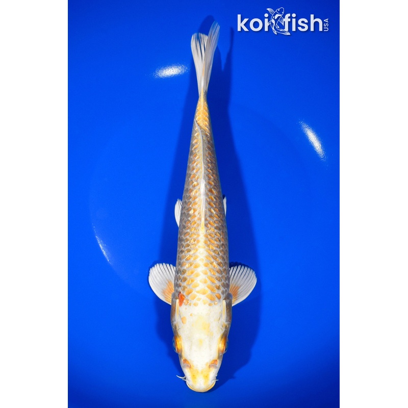 9.75" GINRIN HARIWAKE