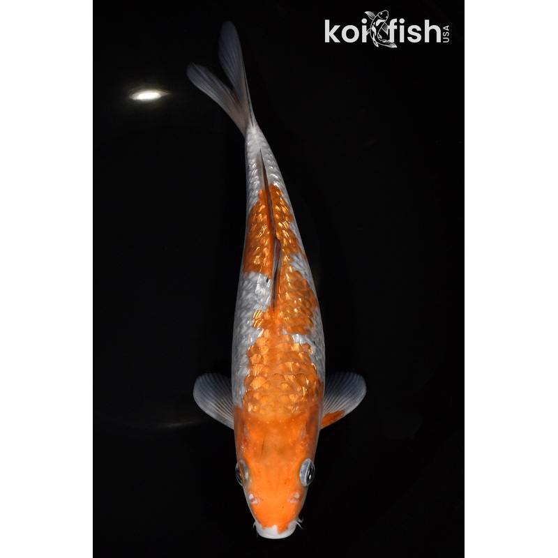 9.75" GINRIN OCHIBA SHIGURE