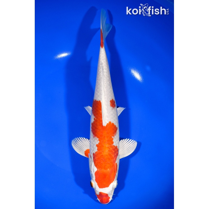 9.75" HARIWAKE