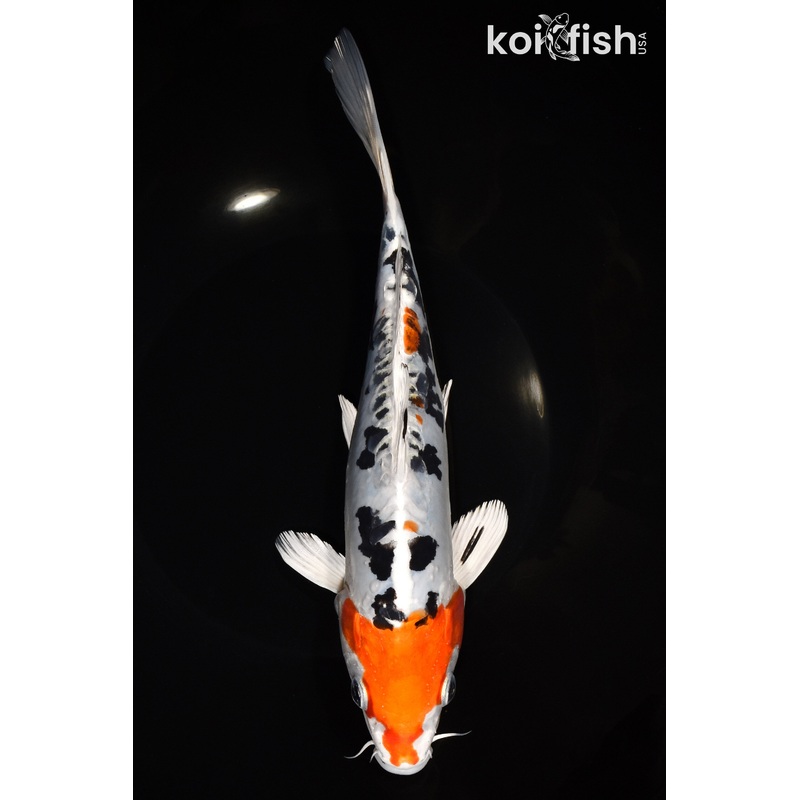 9.75" HEISEI NISHIKI