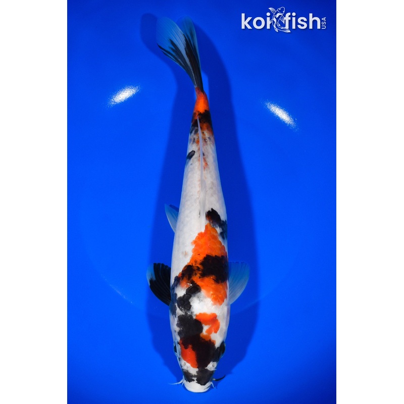 9.75" SHOWA