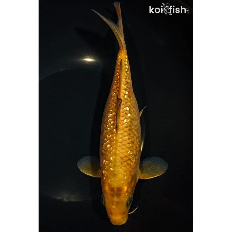 9" GINRIN CHAGOI