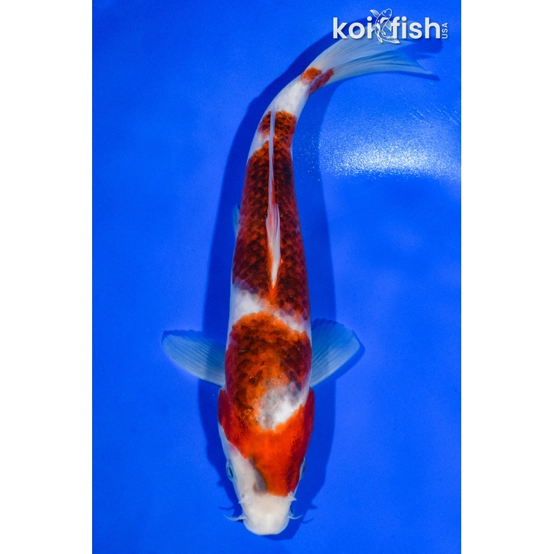 9"  GOROMO