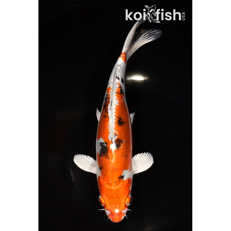 9" HEISEI NISHIKI