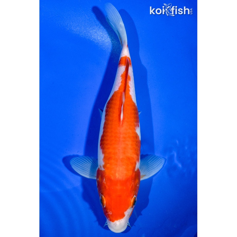 9" KOHAKU