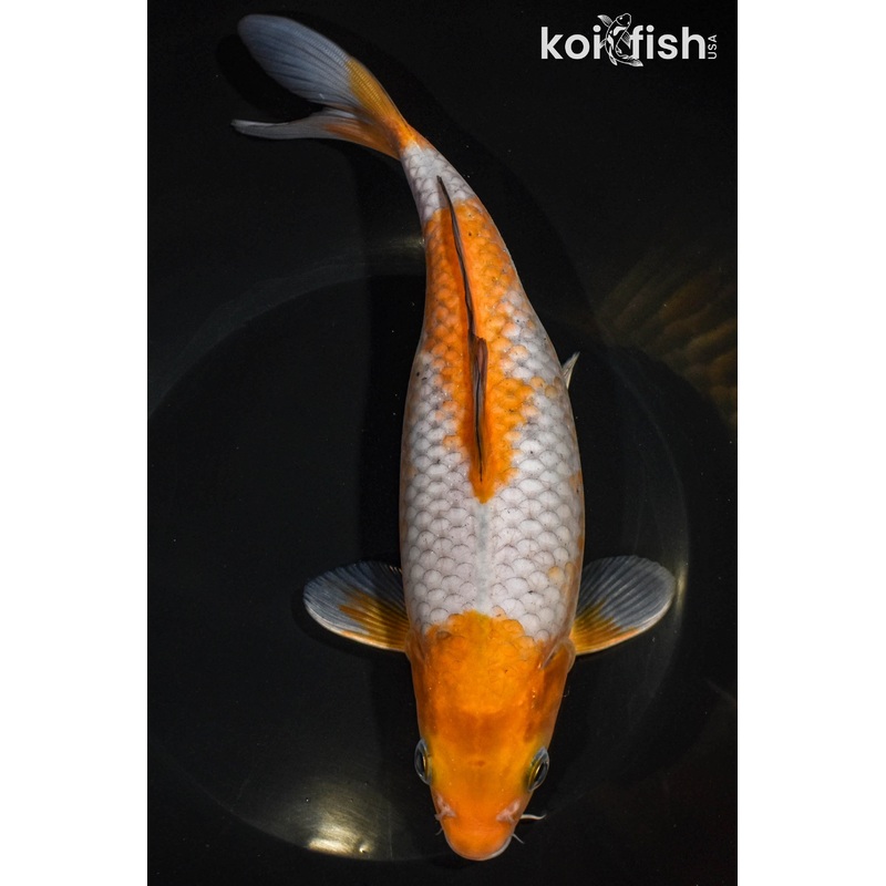 9" OCHIBA SHIGURE